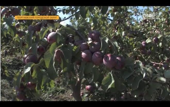 Ставрополье пока не может закрыть внутреннюю потребность в ягодах и фруктах