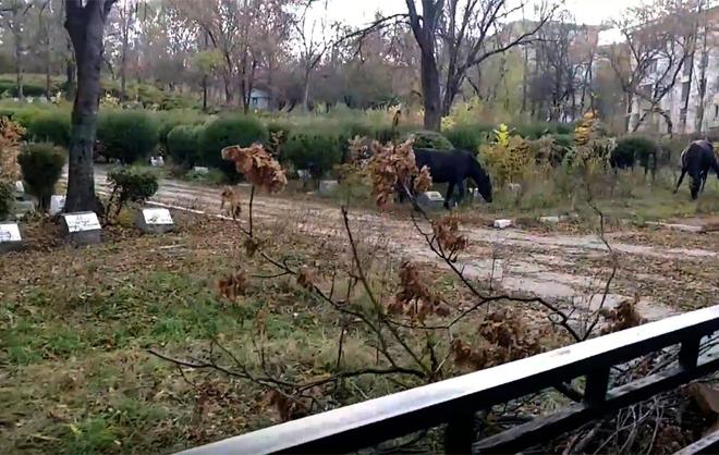 Жители Кисловодска требуют навести порядок на воинском кладбище: там пасутся кони