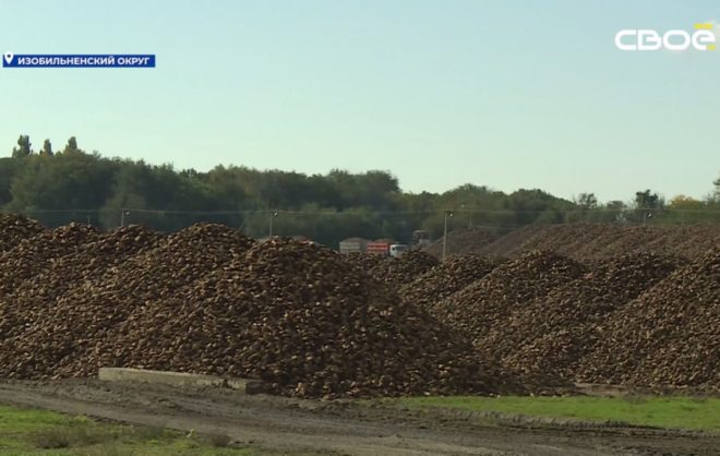 Производство сахара в Изобильненском округе выросло на 16%