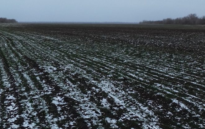 На полях Грачёвского округа взошли семена озимых культур