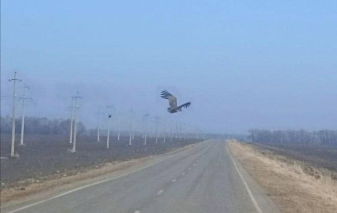 Краснокнижного чёрного грифа заметили в Предгорном округе
