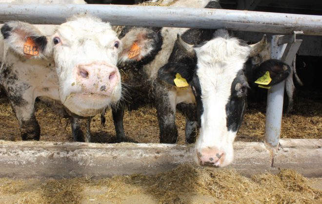 Технологии повысили продуктивность молочного предприятия на Ставрополье