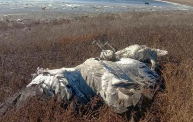 Прокуратура начала проверку после массовой гибели птиц в Апанасенковском округе