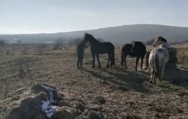 Супруги из Шпаковского округа ответят за падение 4-летней девочки с лошади
