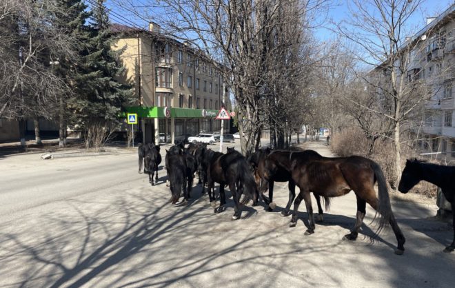 Табун лошадей задержали в Кисловодске около Вечного огня
