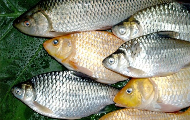 На Ставрополье поймали трёх браконьеров с мешками краснокнижной рыбы