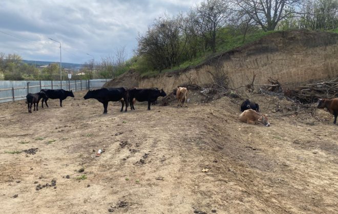 В Кисловодске вновь задержали стадо коров