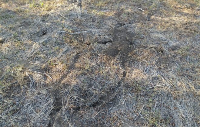 На Ставрополье проводят защитные мероприятия от вредителей на полях