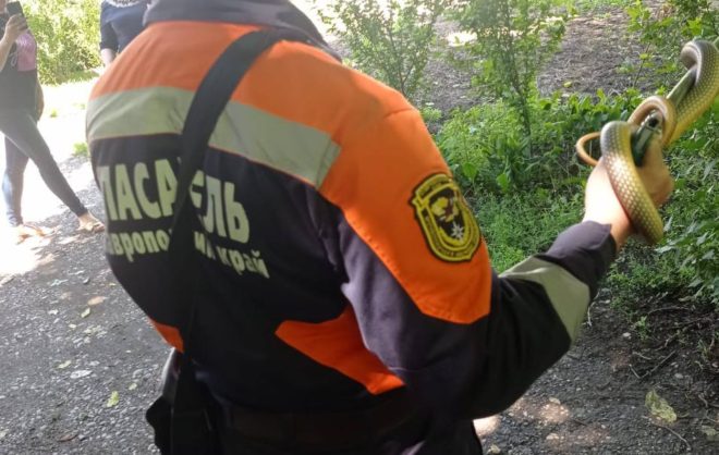 На перилах школы в Георгиевском округе поймали змею