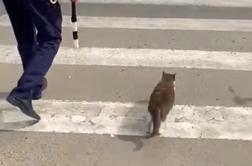 Кошка перешла дорогу под присмотром автоинспектора в Новоалександровске