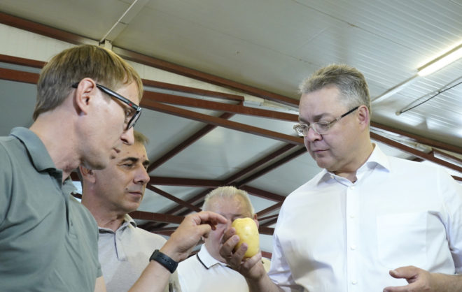 Губернатор Ставрополья поручил наращивать производство и переработку картофеля