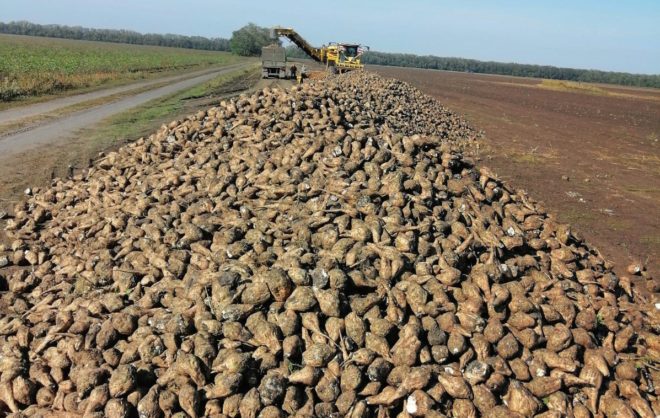 Уборка сахарной свеклы стартовала на Ставрополье