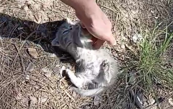 Котёнка в зоне СВО спас боец из Ставрополья