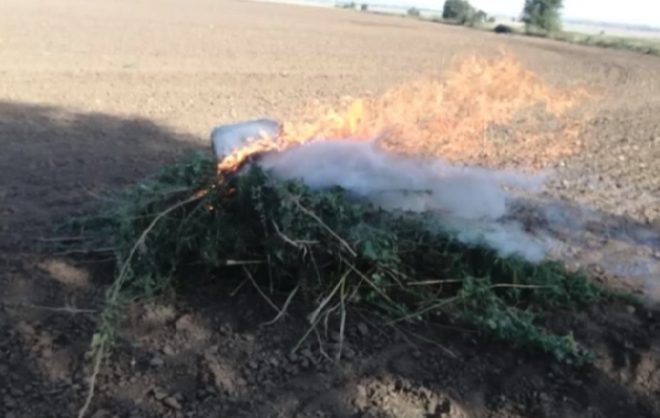 В Апанасенковском округе полицейские сожгли 700 кустов наркорастений