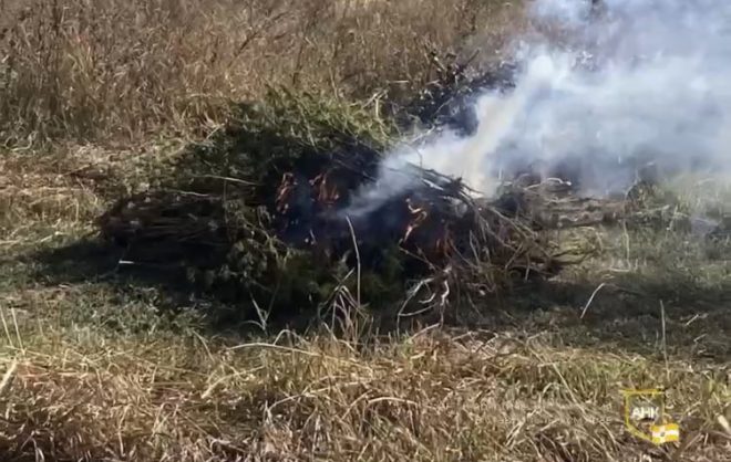 В Ессентуках уничтожили 290 кустов наркорастений