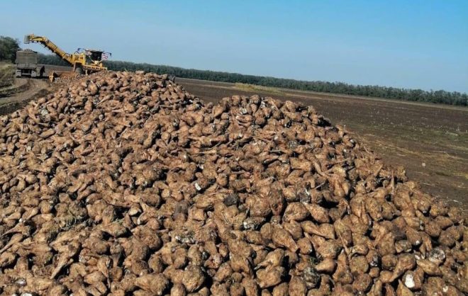 Аграрии Ставропольского края собрали 1,2 млн тонн сахарной свеклы