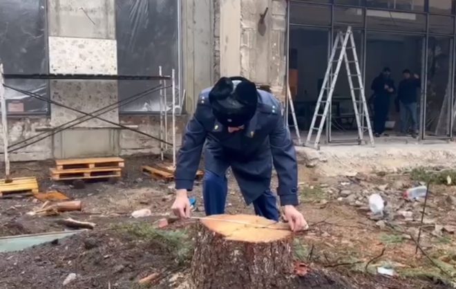 Две голубые ели спилили у дома в Пятигорске при благоустройстве