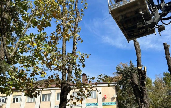 Более 2,5 тысячи деревьев кронировали в Железноводске