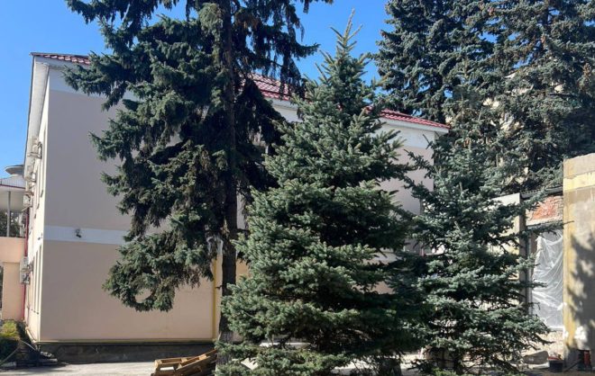 Две голубые ели высадили взамен незаконно спиленных в Пятигорске