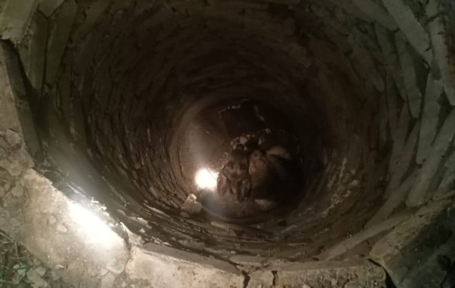 Провалившуюся в люк собаку помогли достать сотрудники ПАСС на Ставрополье