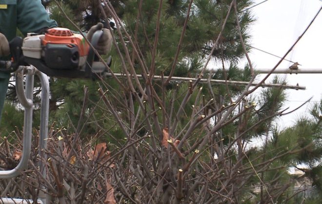 В Ставрополе проводят кронирование деревьев