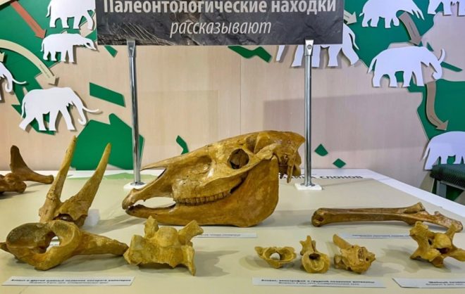 Новые палеонтологические находки представят в музее Ставрополя
