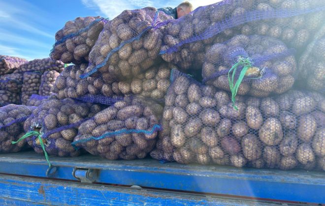 Уборку картофеля и кукурузы завершили в Предгорном округе