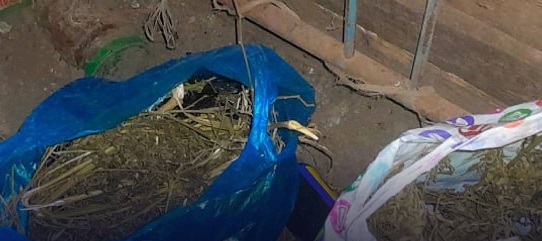 У жителя Советского округа полицейские нашли 700 граммов растительных наркотиков