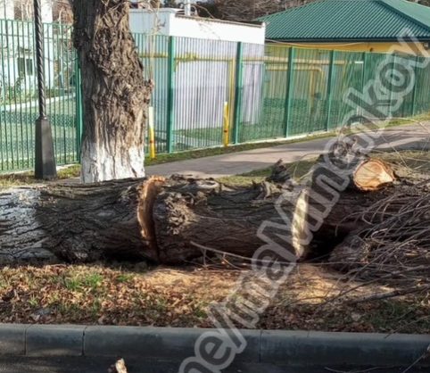 Сильный ветер повалил несколько деревьев прошлой ночью в Невинномысске