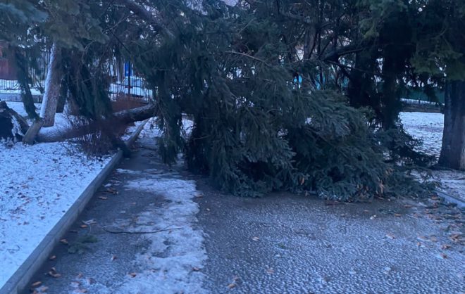 Ураганным ветром в Железноводске повалило более 20 деревьев