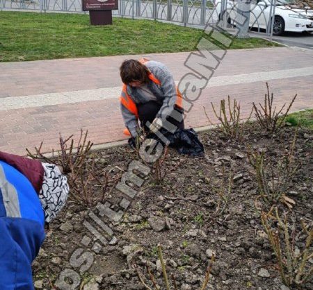 Цветоводы в Невинномысске приступили к подготовке розариев