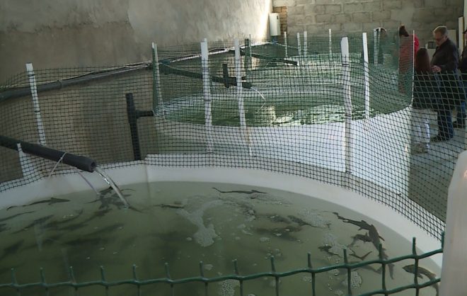 Более 100 кг живой рыбы запустили в водоёмы Невинномысска