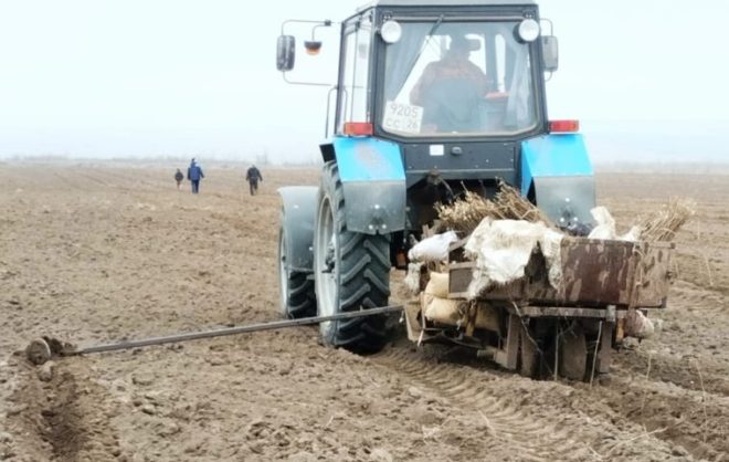 За 5 лет на Ставрополье высадили более 270 га новых лесов