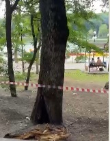 Молния попала в дерево на Курортном озере в Железноводске
