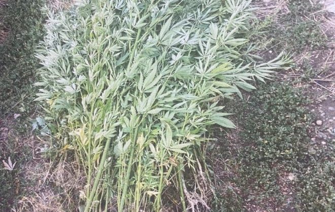 В Труновском округе полицейские уничтожили очаг дикорастущих наркотрастений