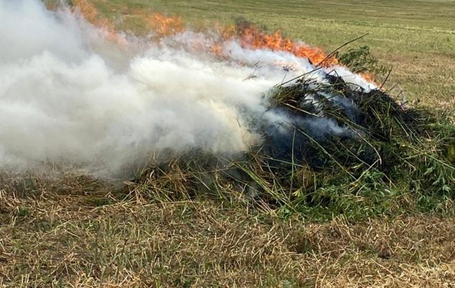Более 300 кг дикорастущих наркорастений уничтожили в Георгиевском округе