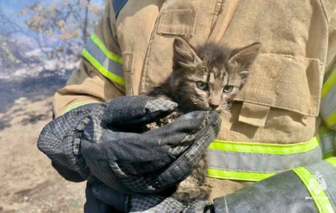 Котят спасли во время ландшафтного пожара на Ставрополье