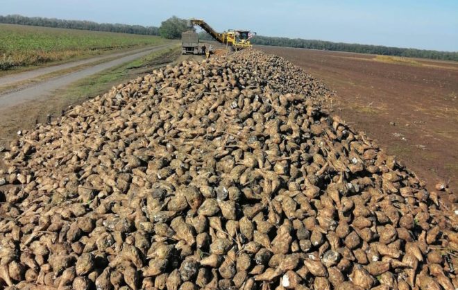 К уборке сахарной свёклы приступили аграрии на Ставрополье