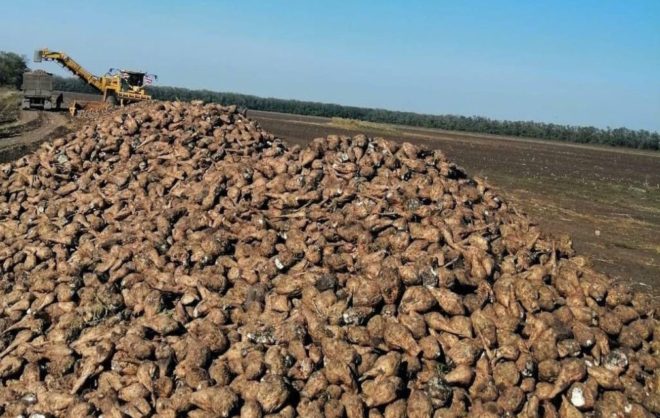 Новый урожай сахарной свёклы начали перерабатывать на Ставрополье