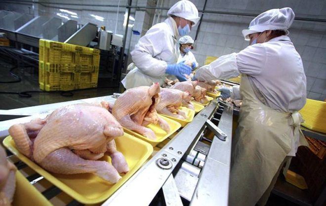 Производители мяса птицы на Ставрополье нарастили экспорт в Сербию в 1,7 раза