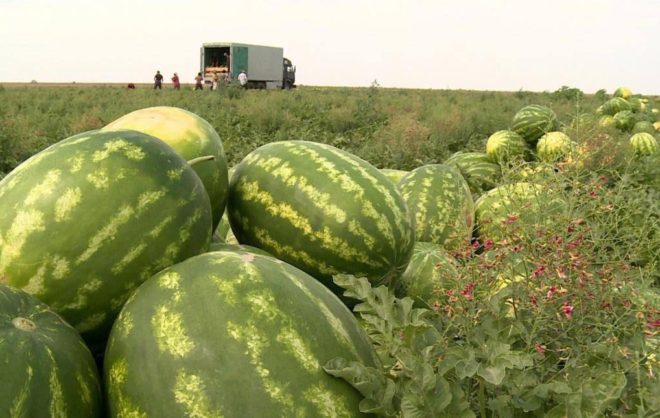 Уборка бахчевых культур подходит к концу на Ставрополье
