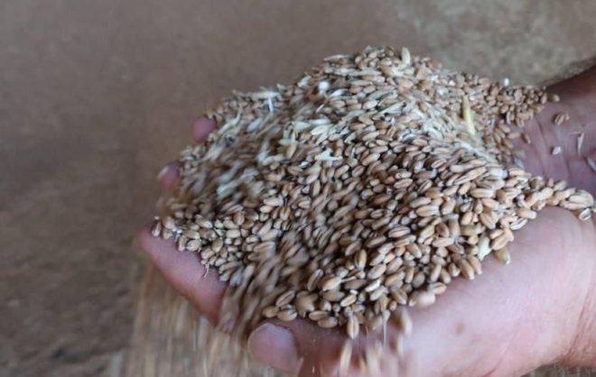 Экспорт продукции АПК в этом году на Ставрополье вырос на 15%