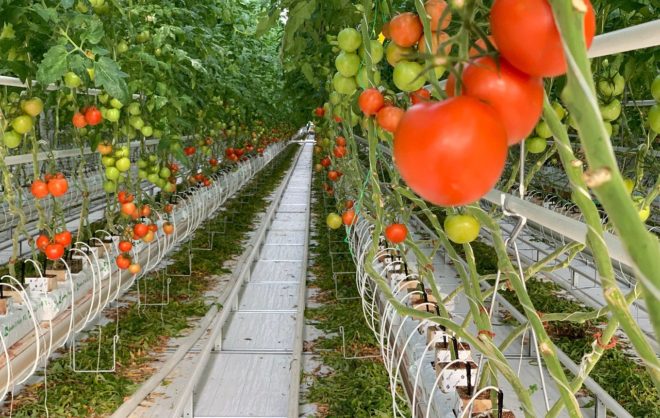 На 33% на Ставрополье выросло производство тепличных овощей