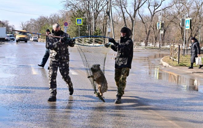Бродячих собак отловили на двух улицах Будённовска