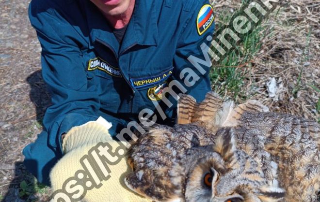 Спасатели вытащили застрявшую на детской площадке сову в Невинномысске