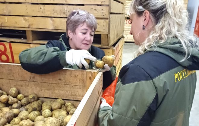 Заболеваемость картофеля в Ипатовском округе не превышает норму