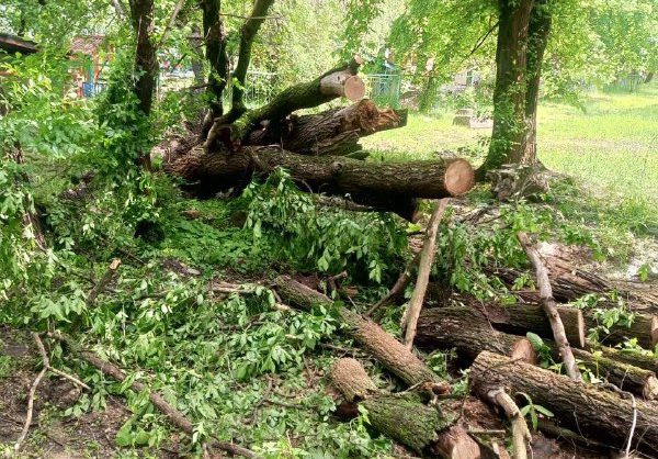 Упавшие после ливня деревья вывозят коммунальщики в Невинномысске