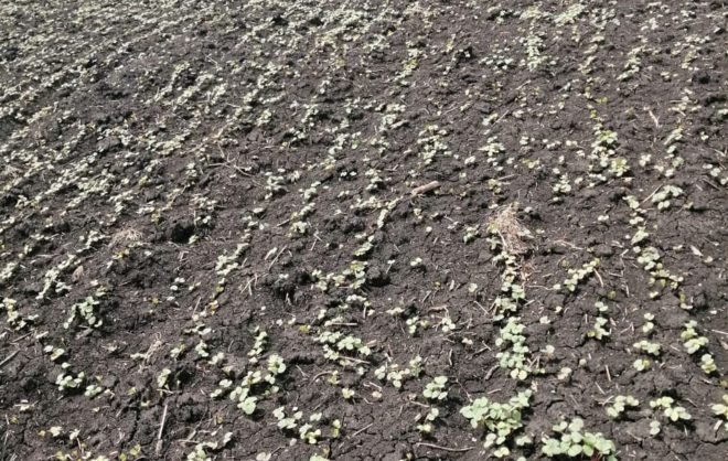 В Предгорном округе гречихой засеяли 200 га