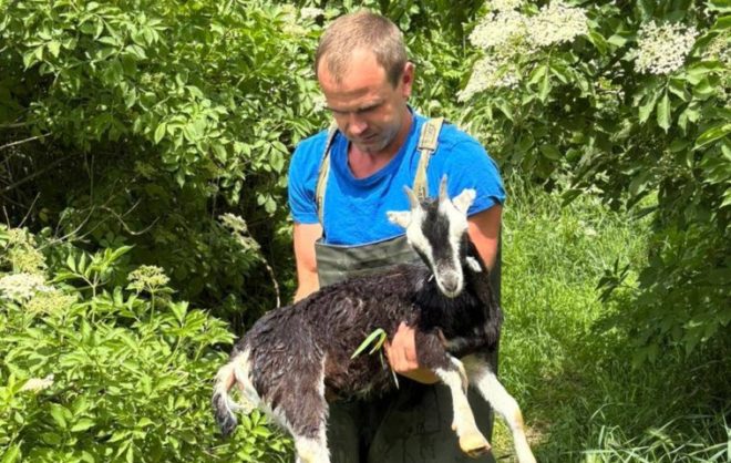 Пассовцы спасли козлёнка в Красногвардейском округе