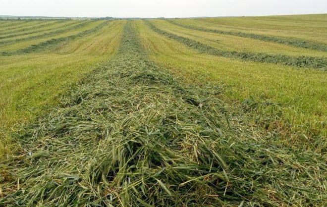 Заготовку кормов для скота планируют завершить на Ставрополье к октябрю